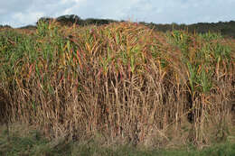 Image of Giant Miscanthus