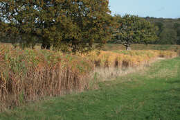 Image of Giant Miscanthus