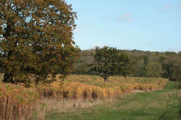 Image of Giant Miscanthus