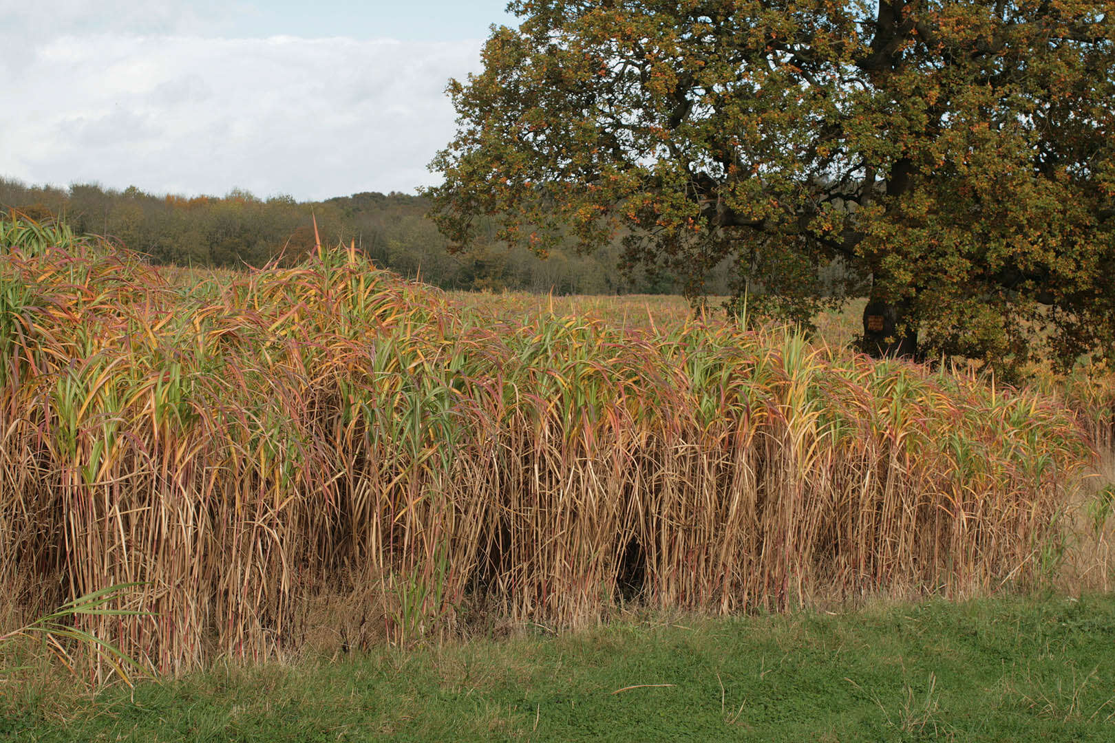 Image of Giant Miscanthus