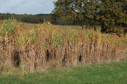 Image of Giant Miscanthus