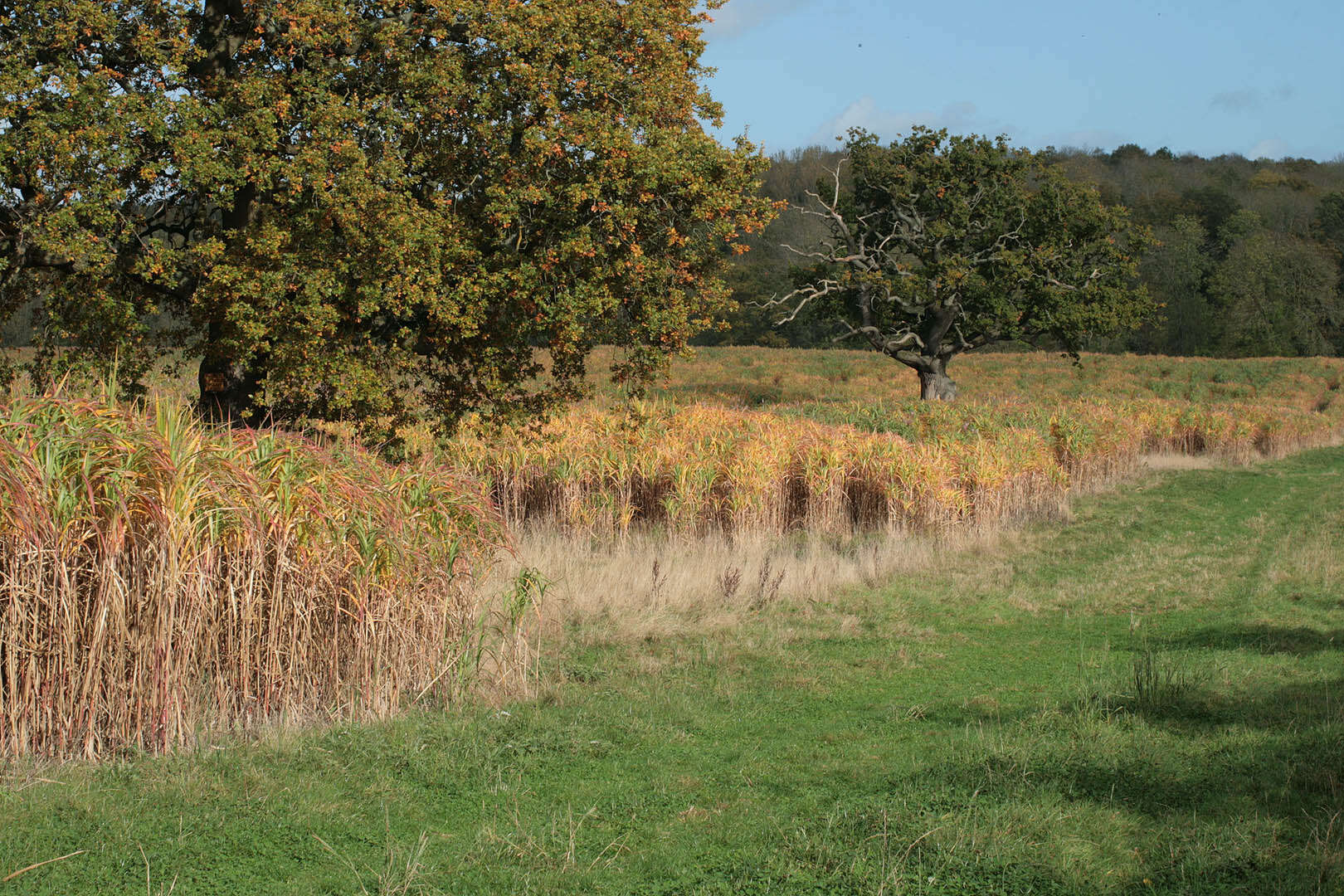 Image of Giant Miscanthus