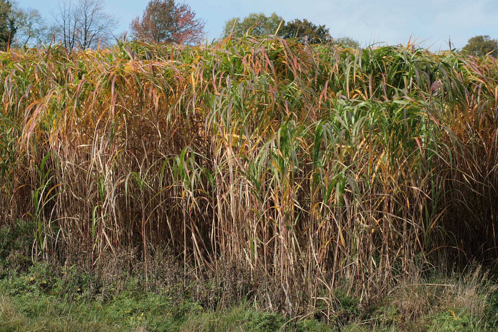 Image of Giant Miscanthus