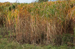 Image of Giant Miscanthus