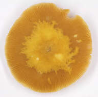 Image of Pluteus leoninus (Schaeff.) P. Kumm. 1871