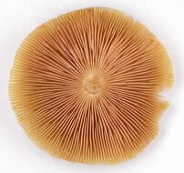 Image of Pluteus leoninus (Schaeff.) P. Kumm. 1871