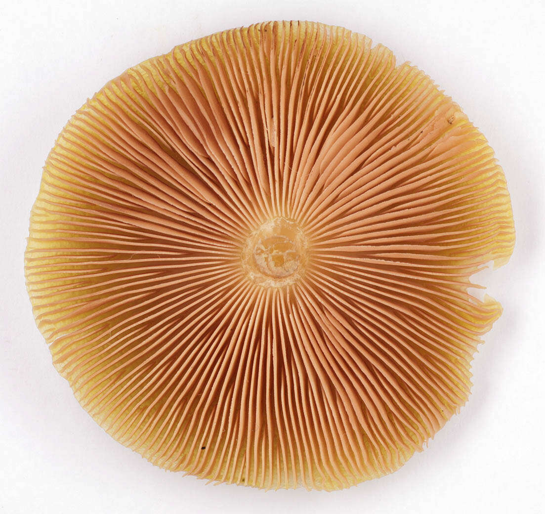 Image of Pluteus leoninus (Schaeff.) P. Kumm. 1871