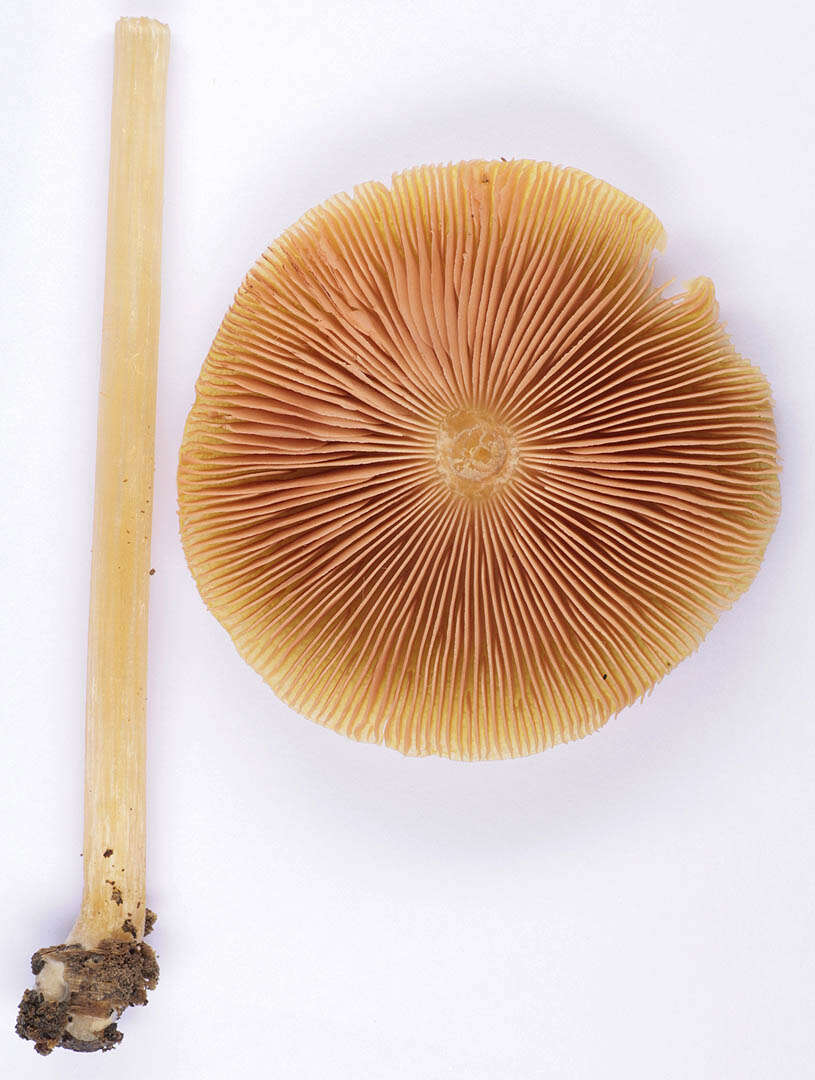 Image of Pluteus leoninus (Schaeff.) P. Kumm. 1871