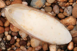 Image of Common Cuttlefish