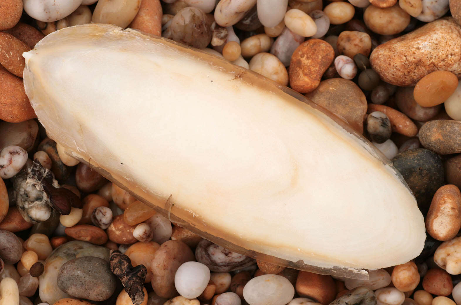 Image of Common Cuttlefish