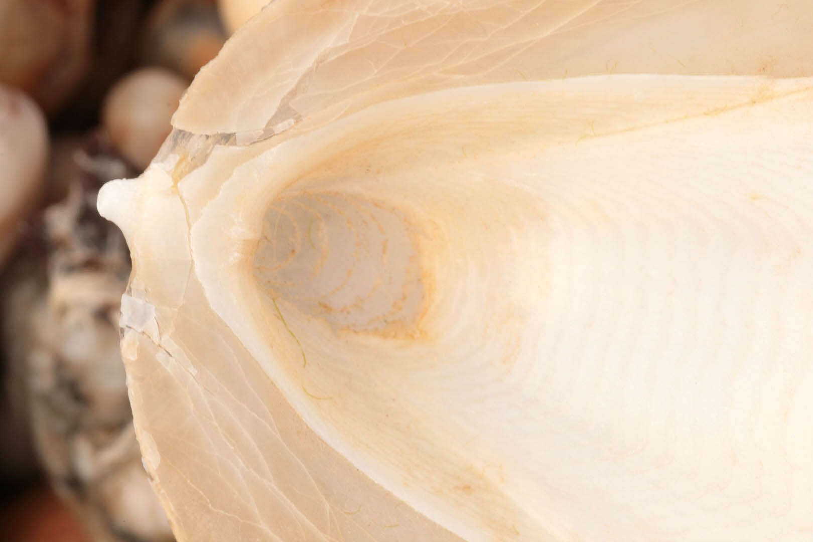 Image of Common Cuttlefish