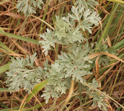 Image of absinthium