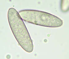 Image de Phycomycetaceae