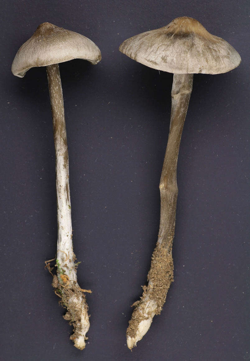 Tephrocybe rancida (Fr.) Donk 1962 resmi