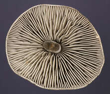 Image of Tephrocybe rancida (Fr.) Donk 1962