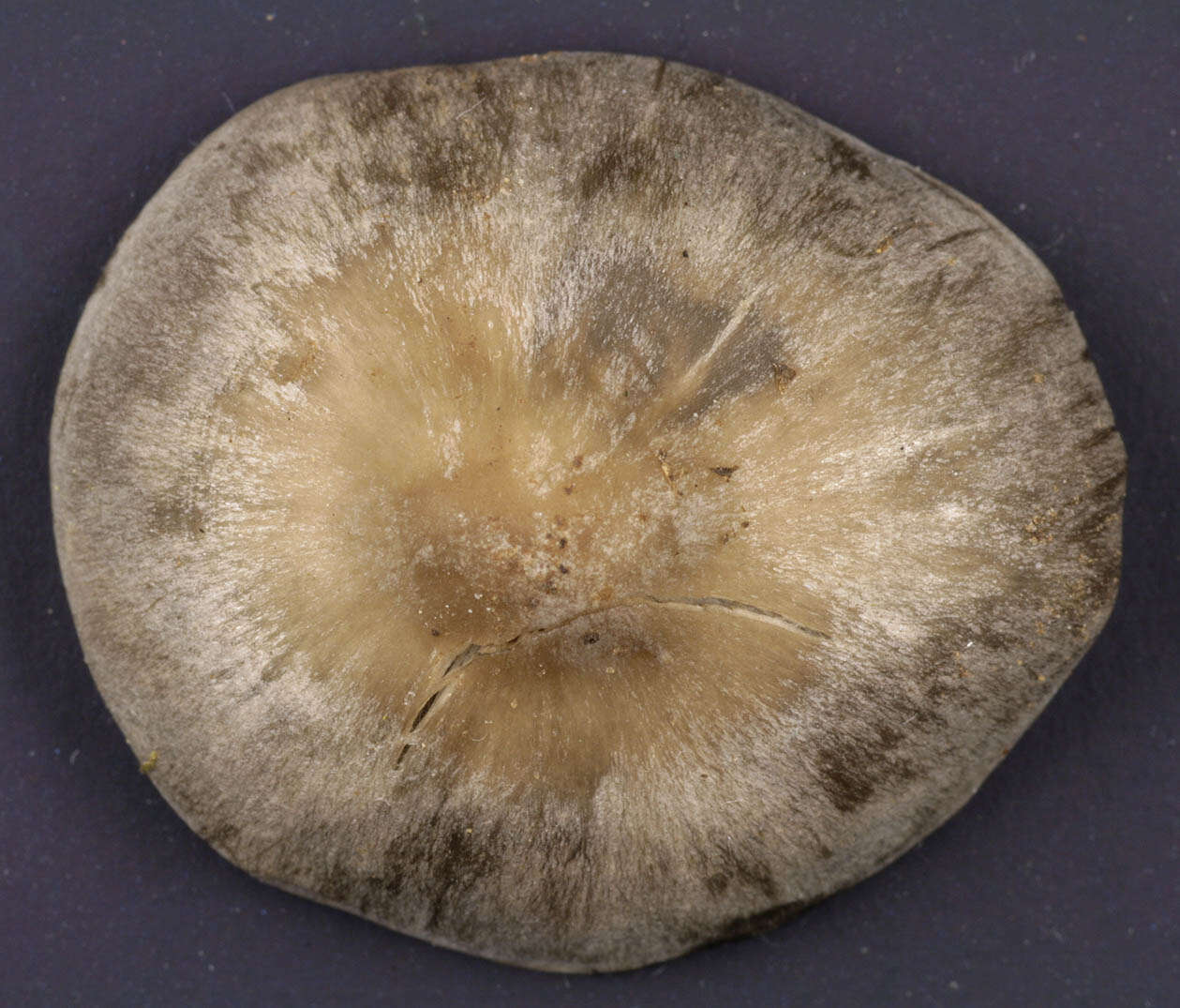 Image of Tephrocybe rancida (Fr.) Donk 1962