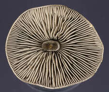 Tephrocybe rancida (Fr.) Donk 1962 resmi