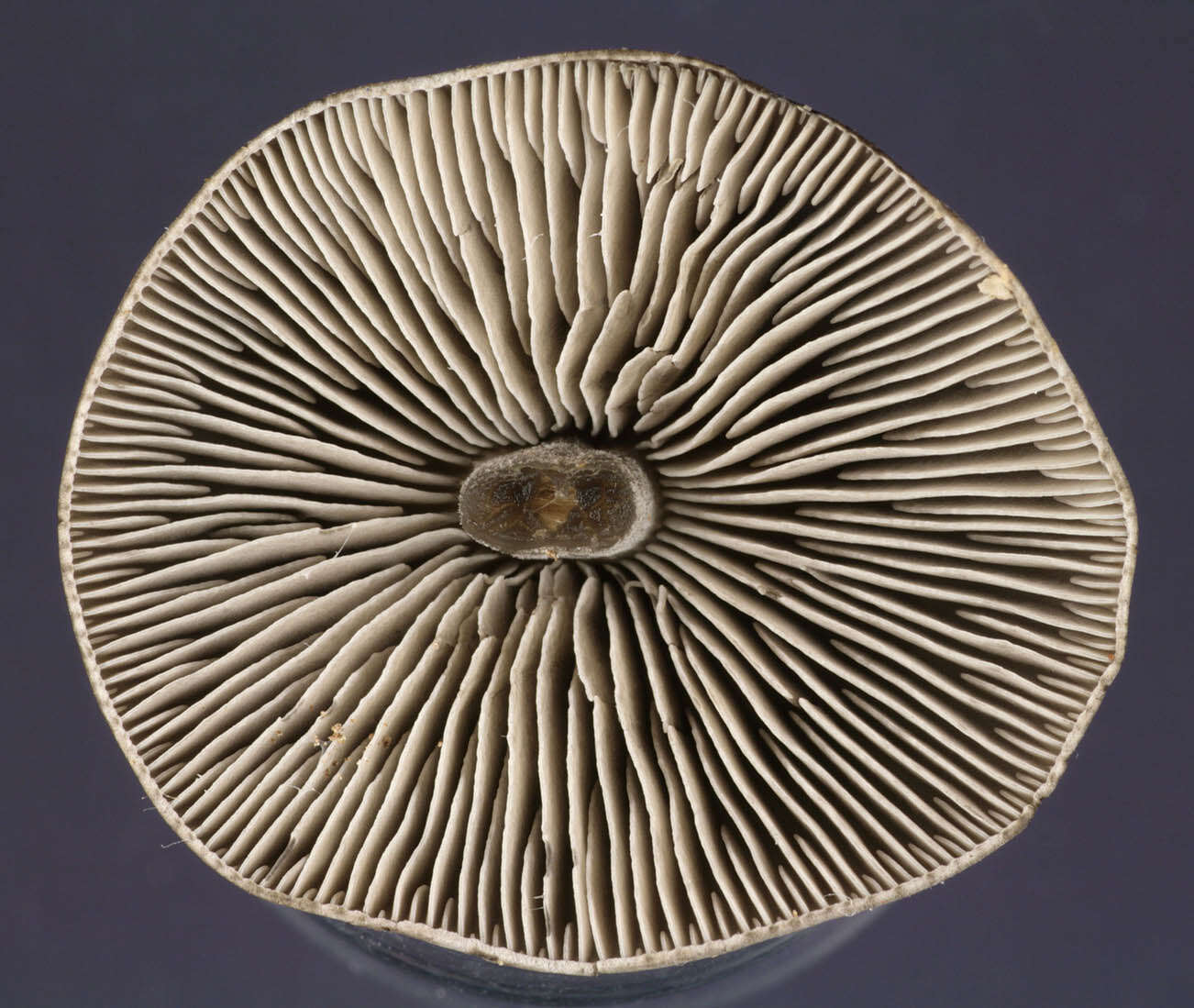 Image of Tephrocybe rancida (Fr.) Donk 1962