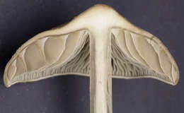 Image of Tephrocybe rancida (Fr.) Donk 1962