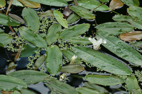 Image of Cape pondweed