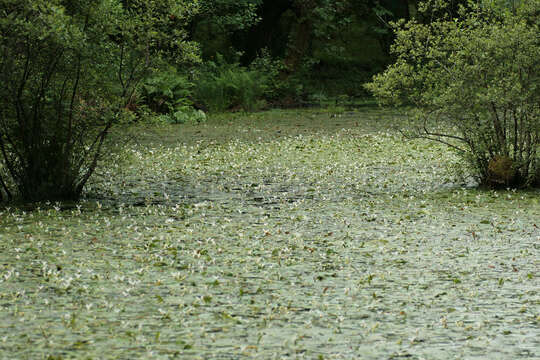 Image of Cape pondweed