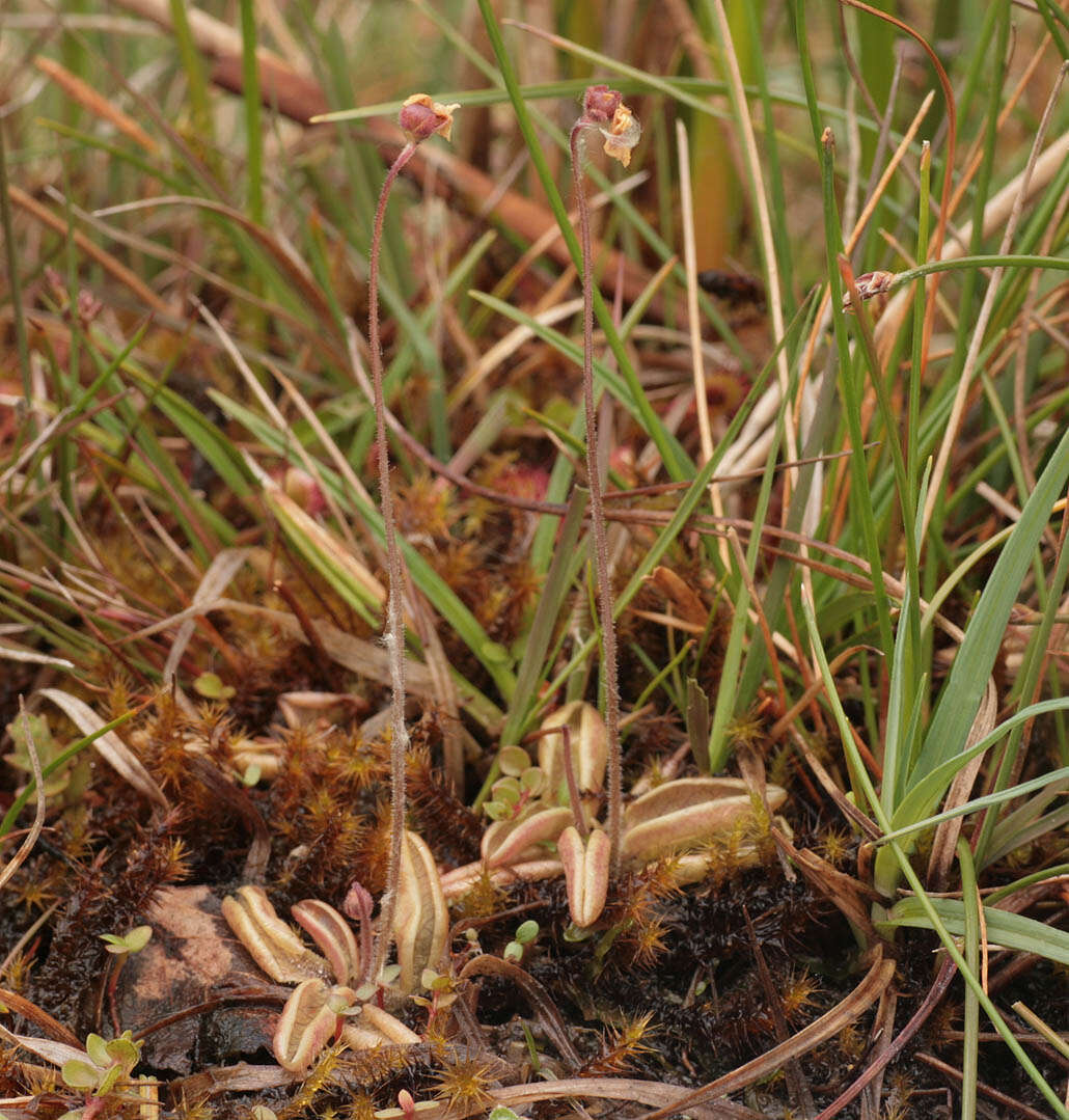 Image of Pinguicula lusitanica L.