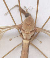 Image of Tipula (Acutipula) fulvipennis De Geer 1776