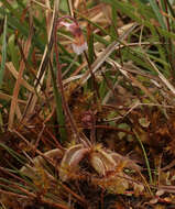 Image of Pinguicula lusitanica L.