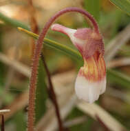 Image of Pinguicula lusitanica L.