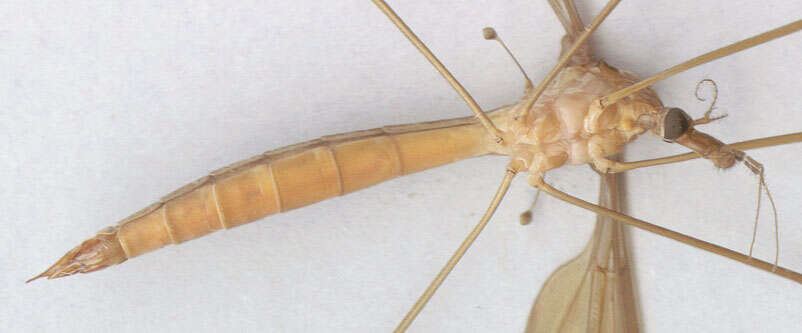 Image of Tipula (Acutipula) fulvipennis De Geer 1776