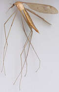 Image of Tipula (Acutipula) fulvipennis De Geer 1776