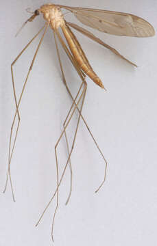 Image of Tipula (Acutipula) fulvipennis De Geer 1776