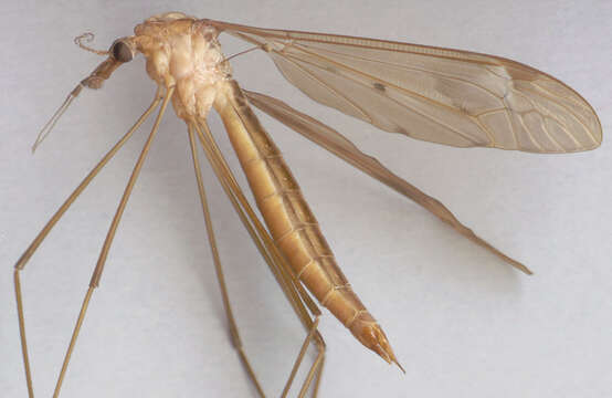 Image of Tipula (Acutipula) fulvipennis De Geer 1776