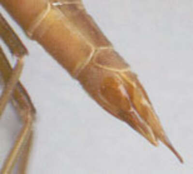 Image of Tipula (Acutipula) fulvipennis De Geer 1776