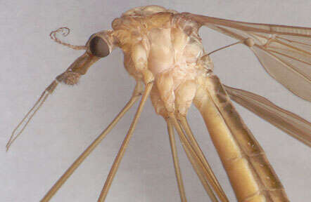 Image of Tipula (Acutipula) fulvipennis De Geer 1776