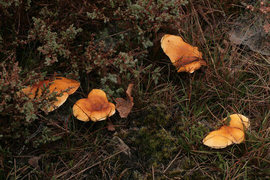 Imagem de Hygrophoropsis aurantiaca (Wulfen) Maire 1921