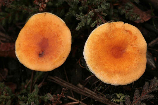 Image of Hygrophoropsis aurantiaca (Wulfen) Maire 1921