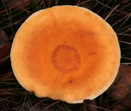 Imagem de Hygrophoropsis aurantiaca (Wulfen) Maire 1921