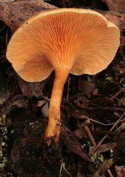 Imagem de Hygrophoropsis aurantiaca (Wulfen) Maire 1921