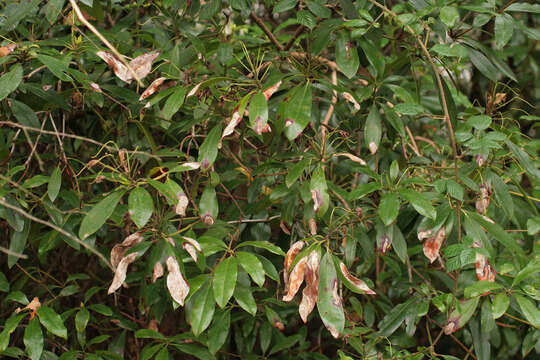 Image of Mycosphaerella rhododendri Feltgen 1901