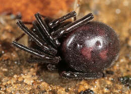 Image of False black widow