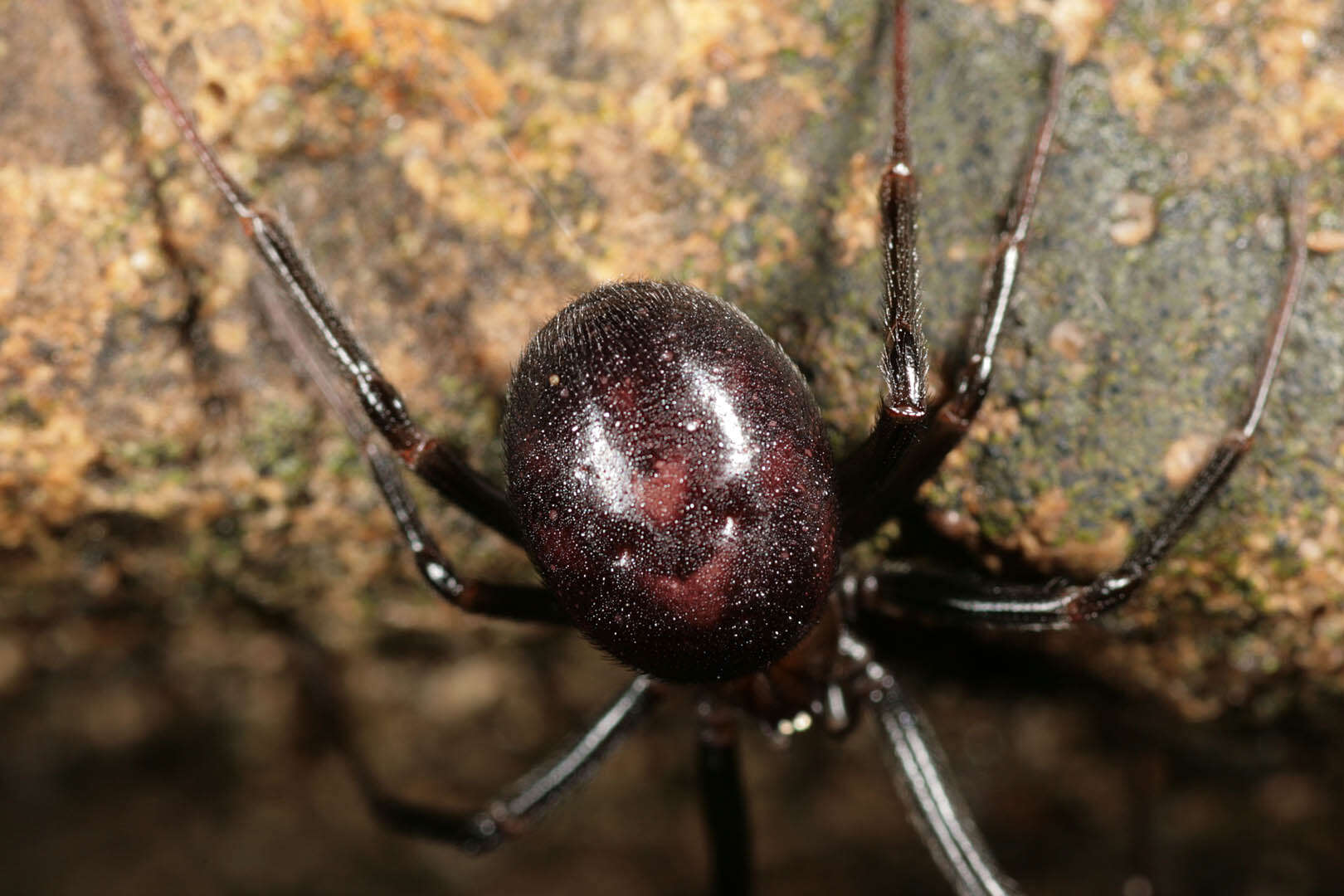 Image of False black widow