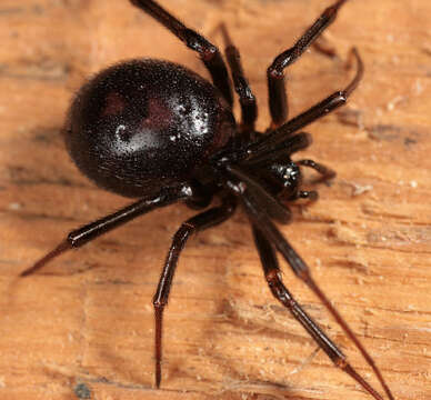 Image of False black widow