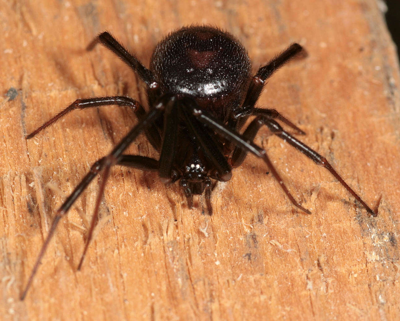 Image of False black widow