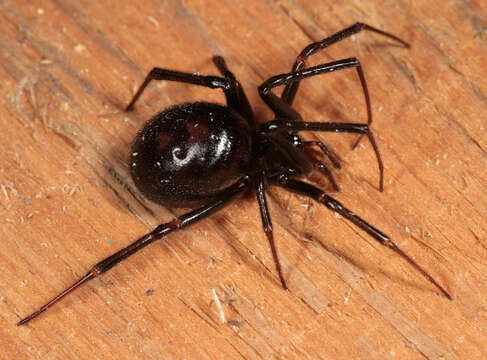 Image of False black widow