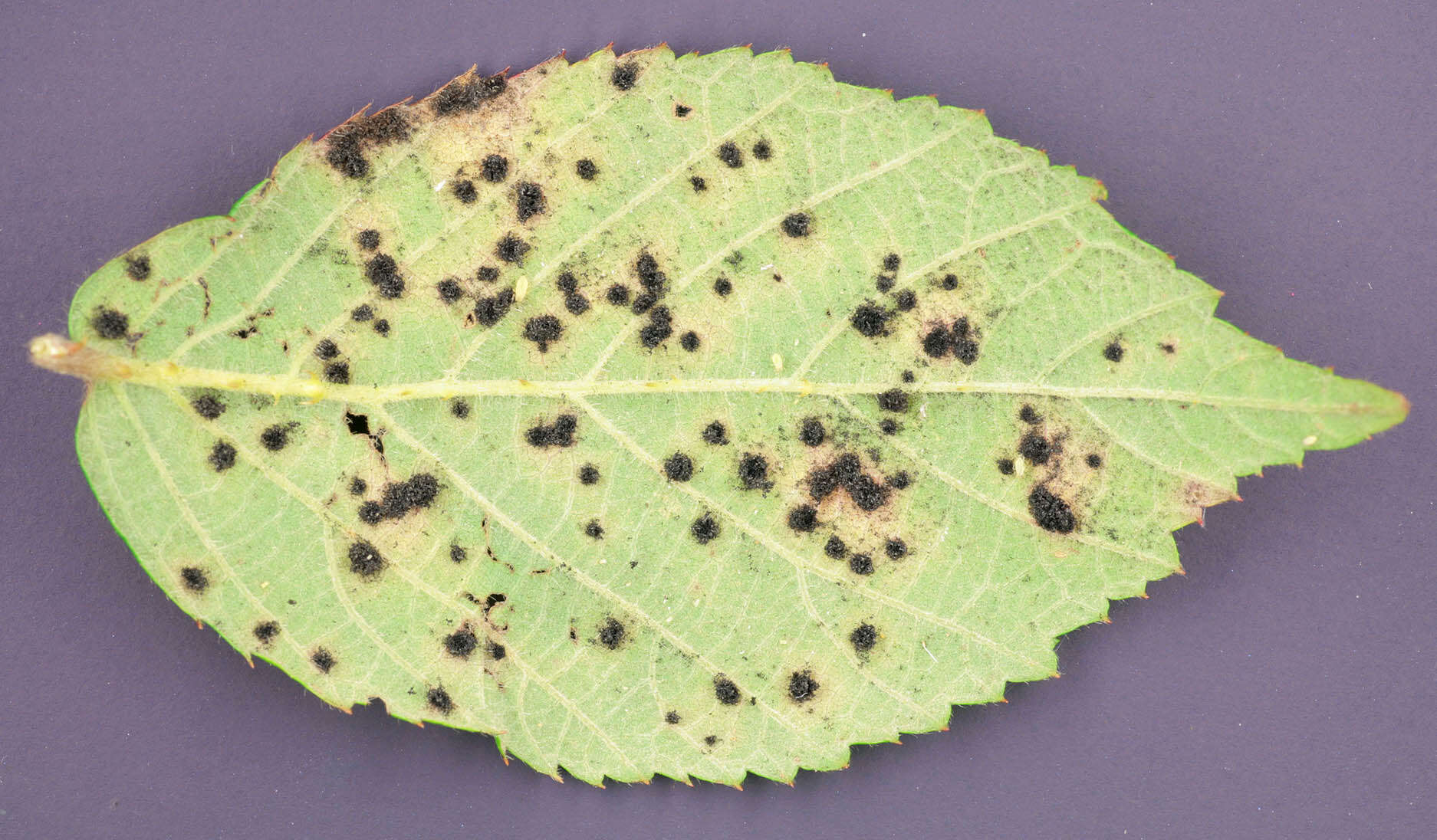 Image of Phragmidium violaceum (Schultz) G. Winter 1880