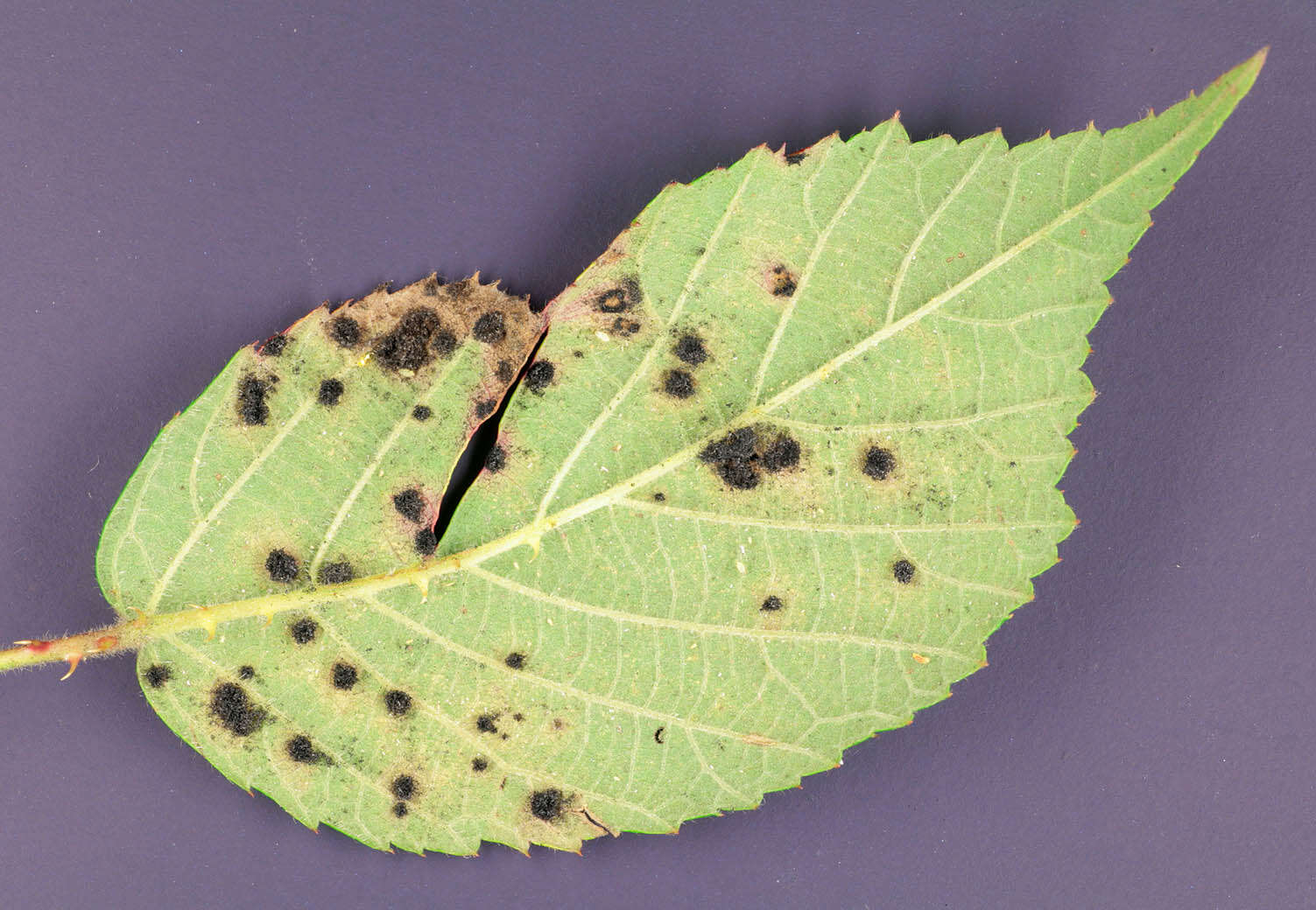 Image of Phragmidium violaceum (Schultz) G. Winter 1880