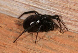 Image of False black widow