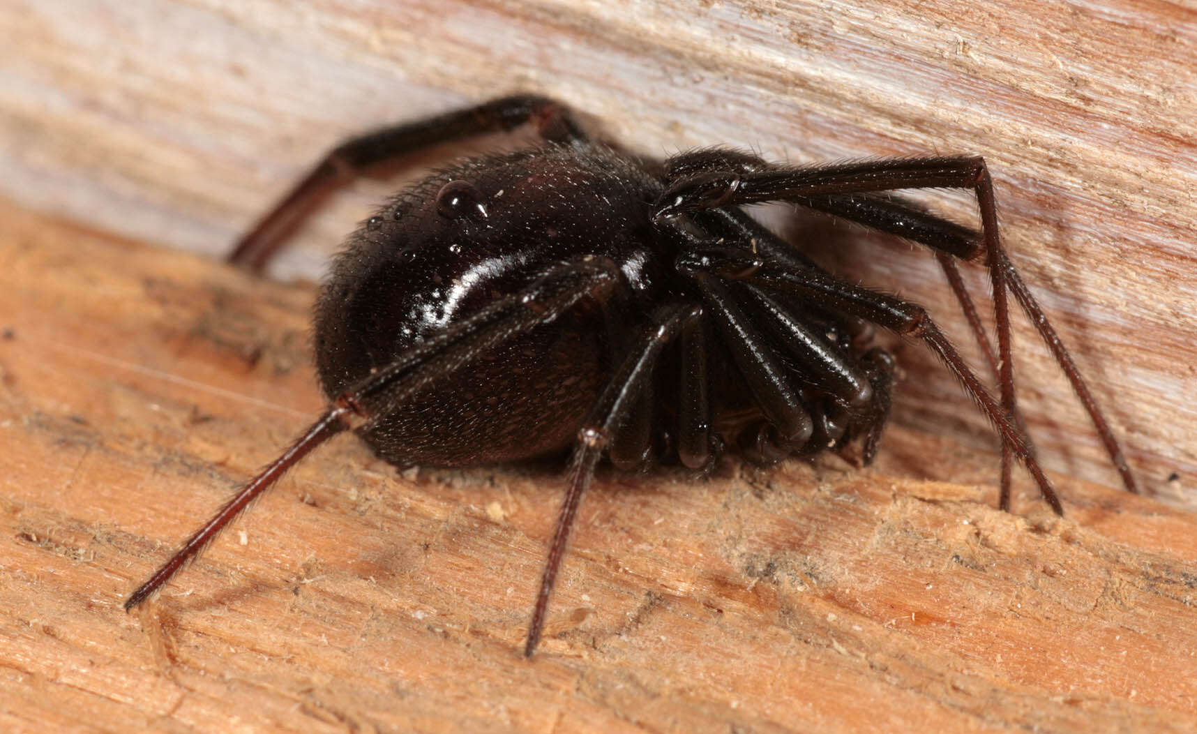 Image of False black widow