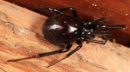 Image of False black widow